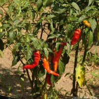 Capsicum annuum L.